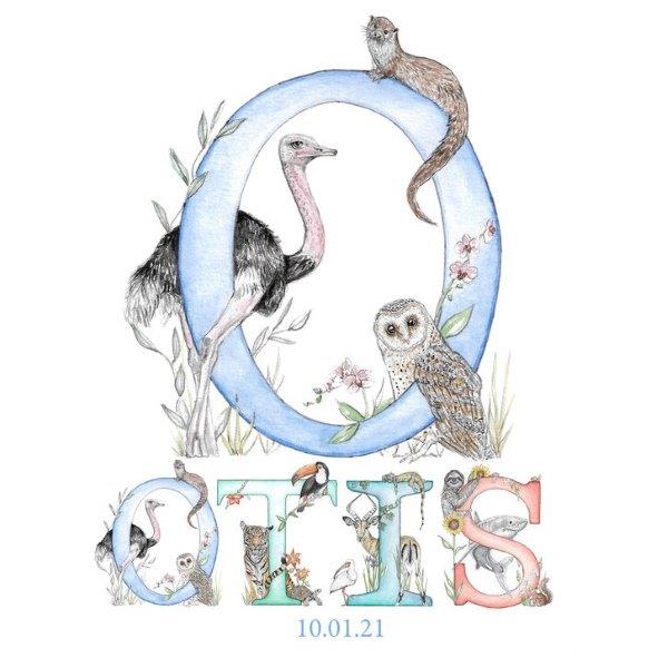 The boys name Otis with large initial O. Showing wild animals that start with the letter O. Illustrated by Kathryn Pow.